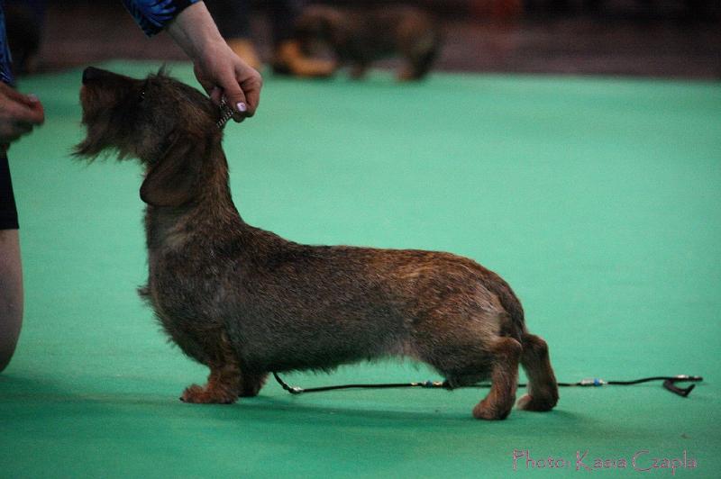 Crufts2011_2 1403.jpg